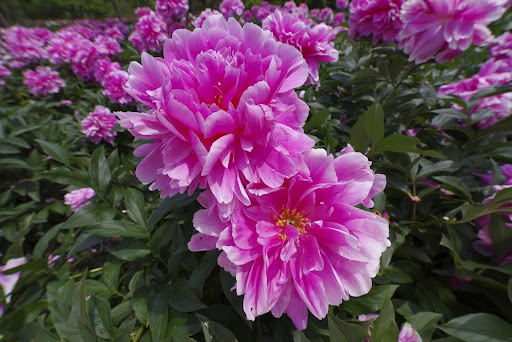 “八重咲きが美しいピンクのシャクヤク（芍薬）。幾重にも重なる花弁と濃い緑の葉のコントラスト"