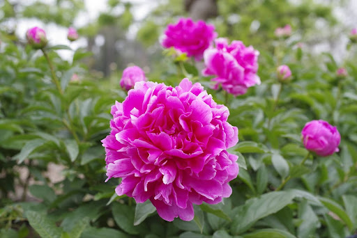 “シャクヤクを育てるために必要な環境。日当たりが良く風通しの良い場所に咲く濃いピンクの芍薬"