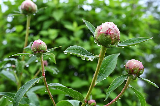 “雨に濡れたシャクヤクの蕾。開花直前の蕾の状態と、水滴が滴る緑の葉"
