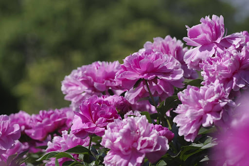 “シャクヤクを育てるポイント。日光を浴びて美しく咲き誇る、ボリュームのあるピンクの花びら"