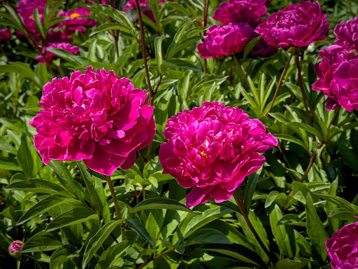 “病害虫を予防して元気に育ったシャクヤク。鮮やかな濃いマゼンタ色の花びら"