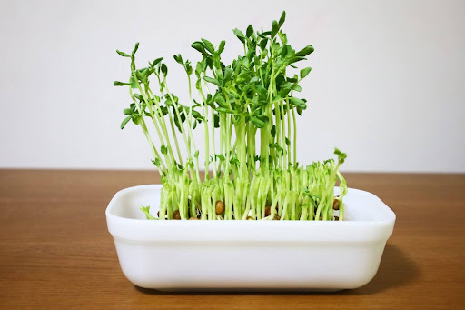 “白い容器で水耕栽培されている豆苗の再生栽培（リボベジ）の様子"