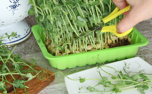 “ハサミを使って再生栽培した豆苗を収穫する様子"