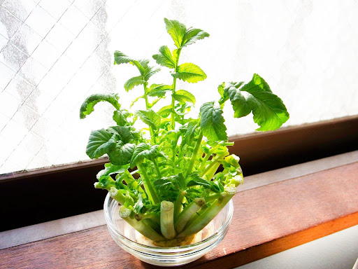 “窓際で大きく成長した大根の葉のリボベジ。ガラス容器で水耕栽培した収穫直前の状態"