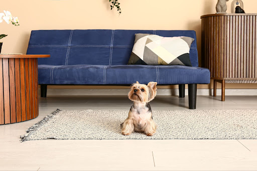 “室内のラグの上で落ち着いて座っているヨークシャー・テリアと、ソファのあるリビング"