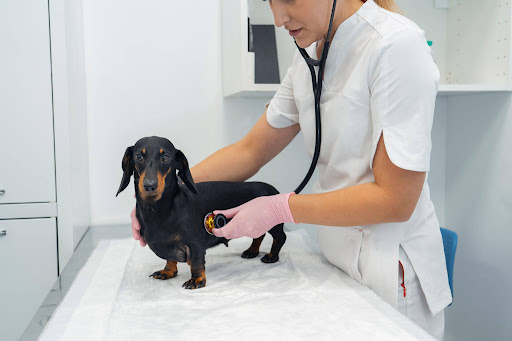 “動物病院で獣医師に聴診器で心音を確認されているダックスフンド"