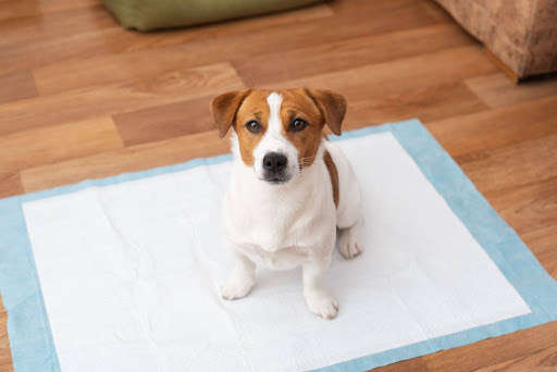 “室内で、床に敷かれたペットシーツの上に座っているジャック・ラッセル・テリア"
