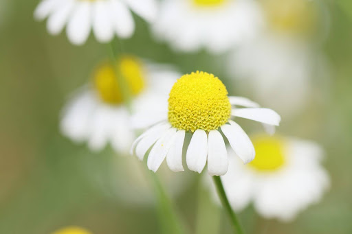 “中央の黄色い部分が盛り上がったジャーマンカモミール"