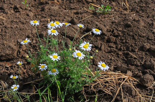 “地植えで育つカモミール"