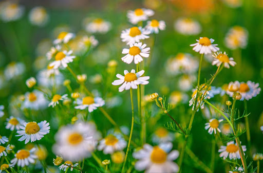 “庭に咲くたくさんのカモミールの花"
