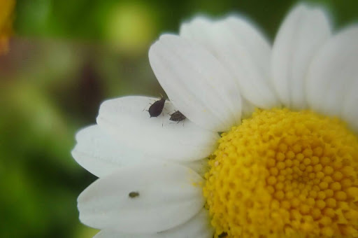“アブラムシがついたカモミール"