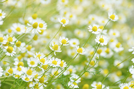 “ふんわりとした明るい光の中で咲く、背景が優しくボケたカモミールの花畑"