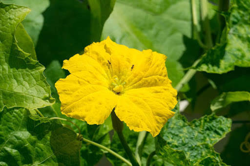 “太陽の光を浴びて開花した黄色いヘチマの雄花"