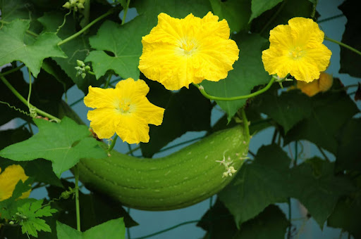 “成長したヘチマの実と、その周りに咲く3輪の黄色い雄花"