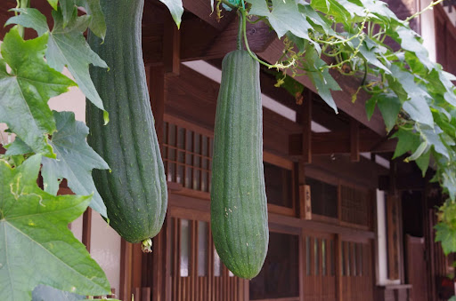 “軒先に吊り下がって成長した、大きく立派な2本のヘチマの実"