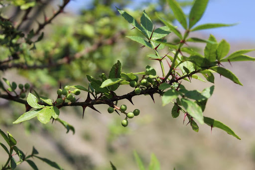 “収穫間近の実山椒"