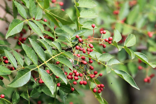 “熟して赤くなった山椒の実"