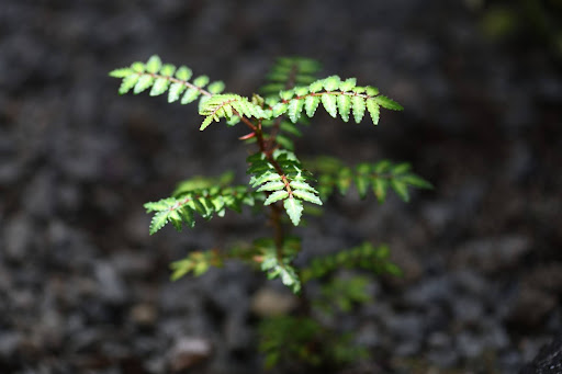 “半日陰で育てる山椒の苗"