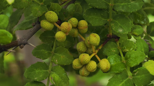 “大きく膨らんだ山椒の実"