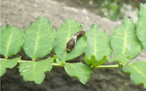 “山椒の葉についたアゲハチョウの幼虫"