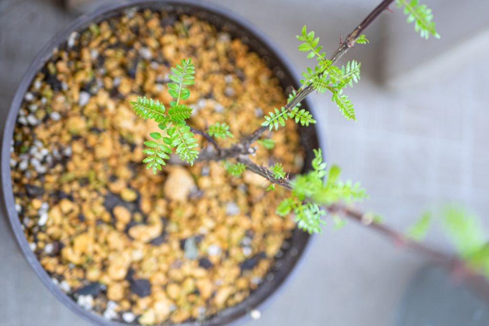 鉢植え栽培の山椒