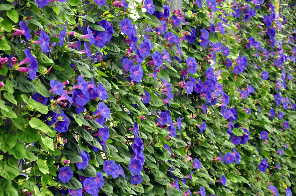 “ネット一面に鮮やかな青紫色の花を咲かせた、見た目も華やかなアサガオのグリーンカーテン"