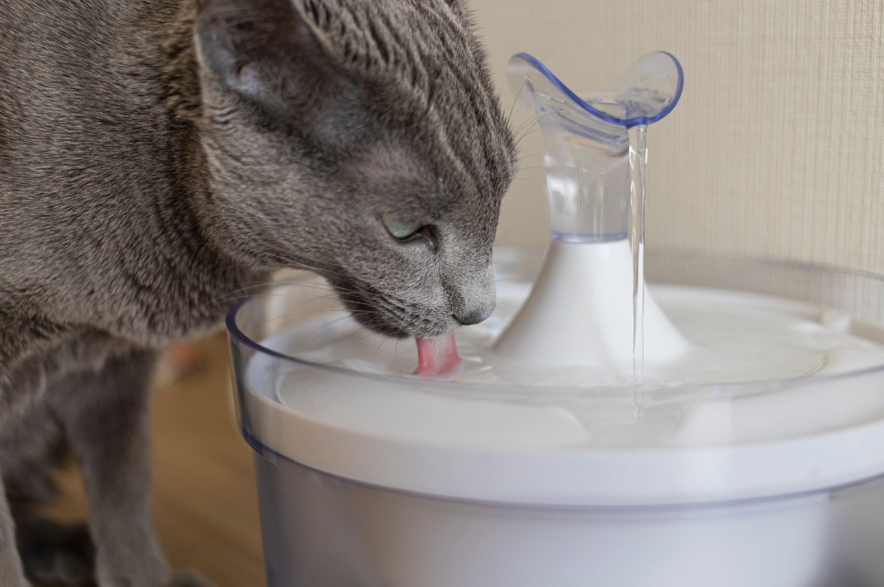 “猫"