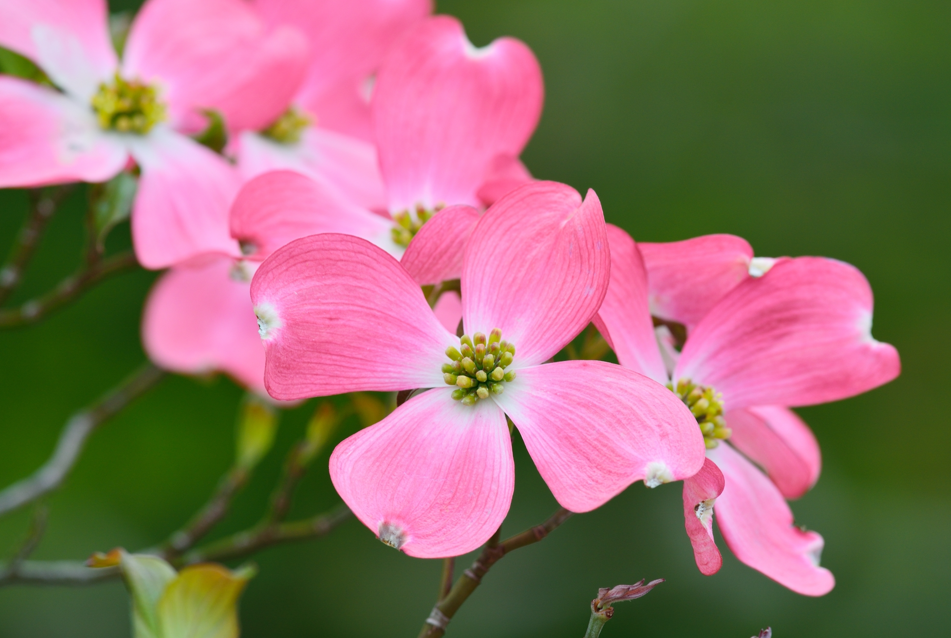 “ピンク色の花を咲かせたハナミズキ"
