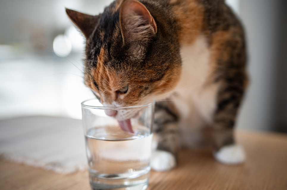 “猫"