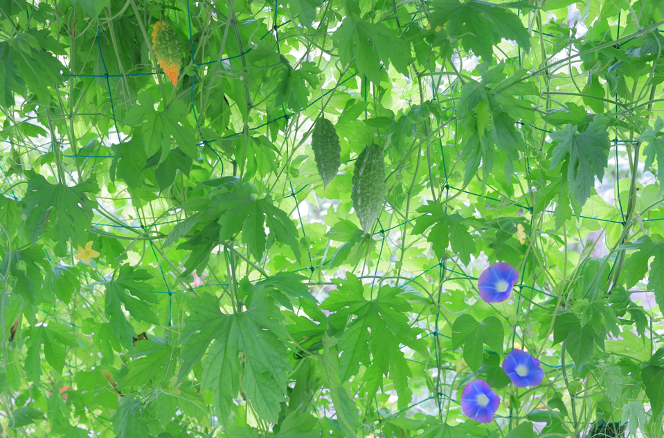 “園芸ネットに誘引され、ゴーヤの実とアサガオの花が一緒に育つグリーンカーテンの準備・完成例"