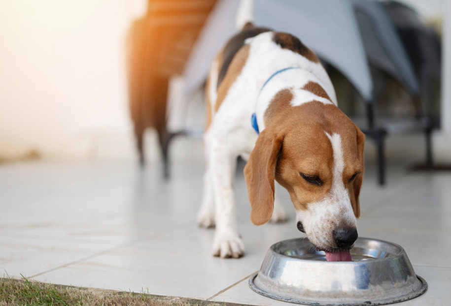 “ステンレス製のボウルから水を飲むビーグル犬"