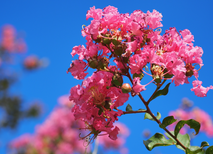 “ピンク色の花を咲かせたサルスベリ（百日紅）"