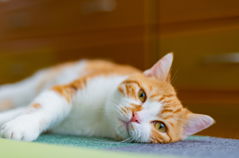 “猫"