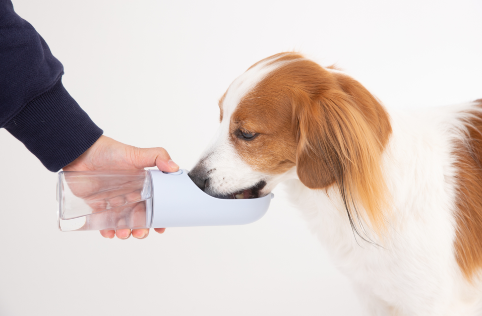 “携帯用給水ボトルから水を飲む犬"