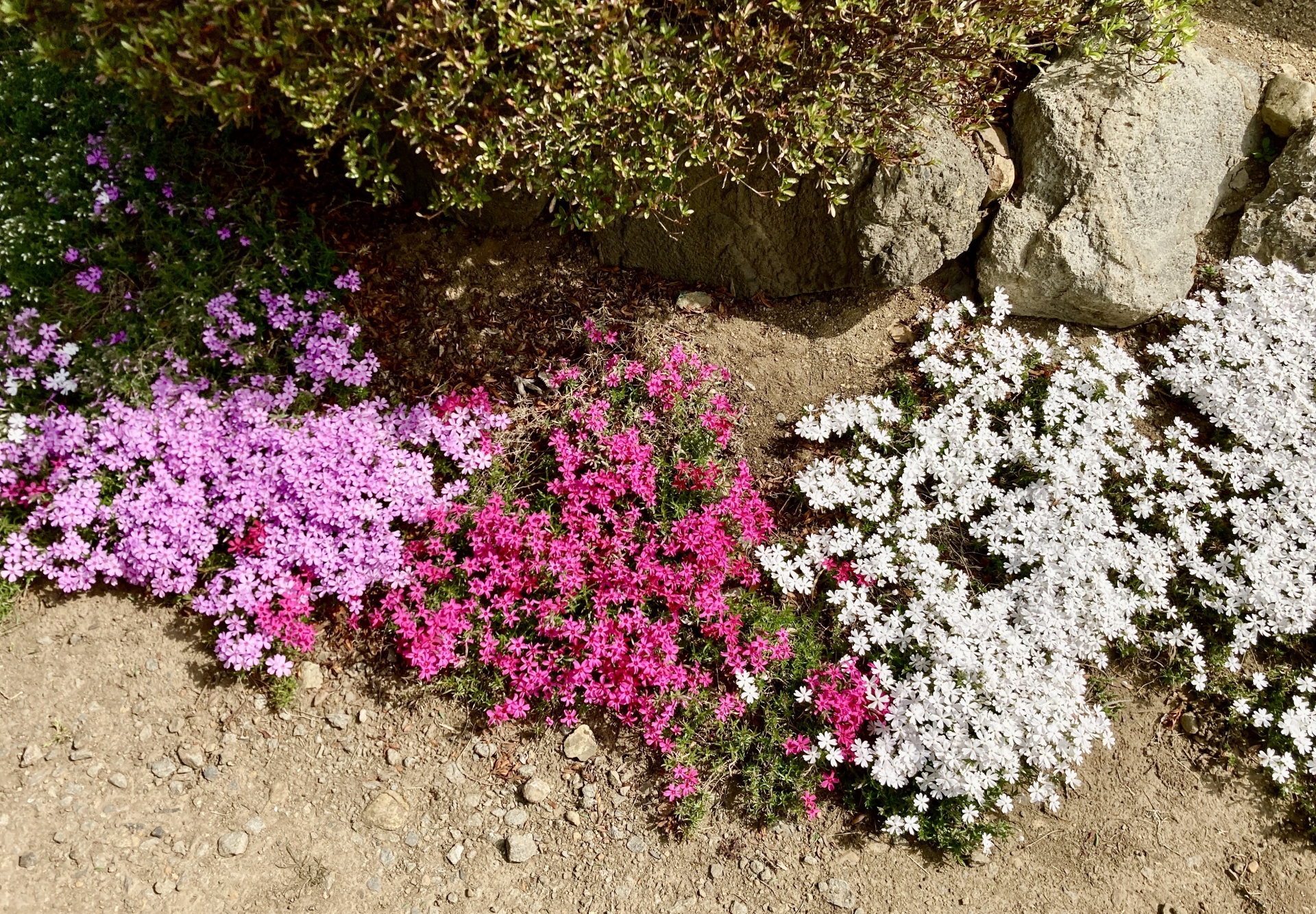 “岩場の足元に広がるピンク、赤紫、白のシバザクラ。春に花の絨毯のような景観を作り、おしゃれな庭づくりと雑草対策を両立するグランドカバー"
