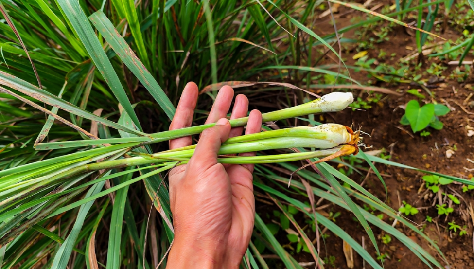 “家庭菜園の土の上で、植え付けや増やし方に適したレモングラスの苗を手に持っている様子"
