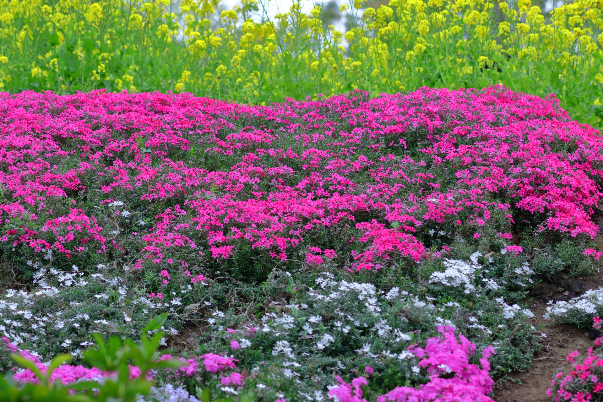 “鮮やかなピンクや白のシバザクラが広がり、背景の菜の花と美しく調和する春の庭。景観美と実用性を兼ね備えた理想的なグランドカバーの活用例"