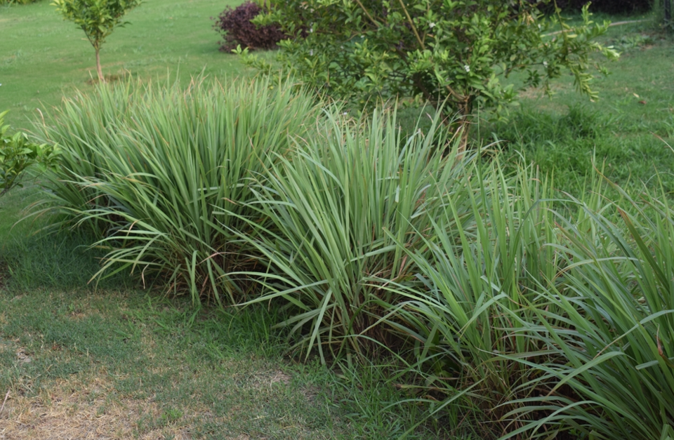 “お庭の地植えで大きく立派に成長し、青々と茂ったレモングラスの複数の株"