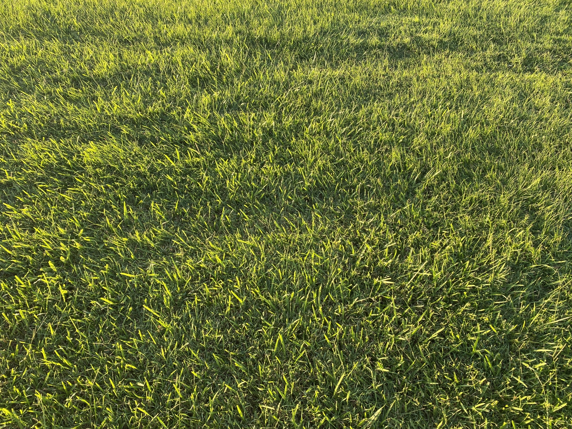 “夕日に照らされ美しく広がる天然芝の庭。踏みつけに強く、雑草抑制効果も高いグランドカバーの代表格である芝生のイメージ"