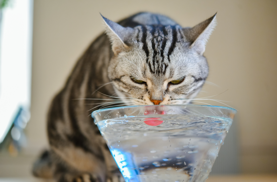 “猫"
