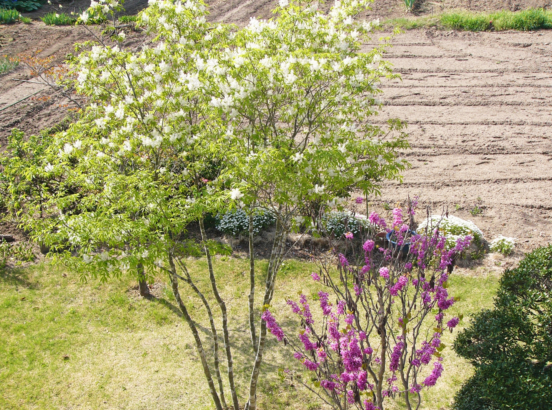 “目的別おすすめ庭木：白い花が満開のシンボルツリーと、手前に咲く鮮やかなピンクの花が春の庭を彩る様子"