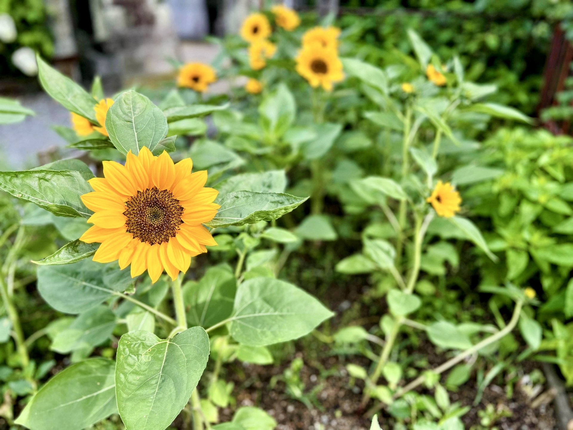 “花壇で次々と花を咲かせる小ぶりなひまわり。初心者でも育てやすい矮性（わいせい）品種や、家庭での栽培イメージを示すひまわりの基本情報"