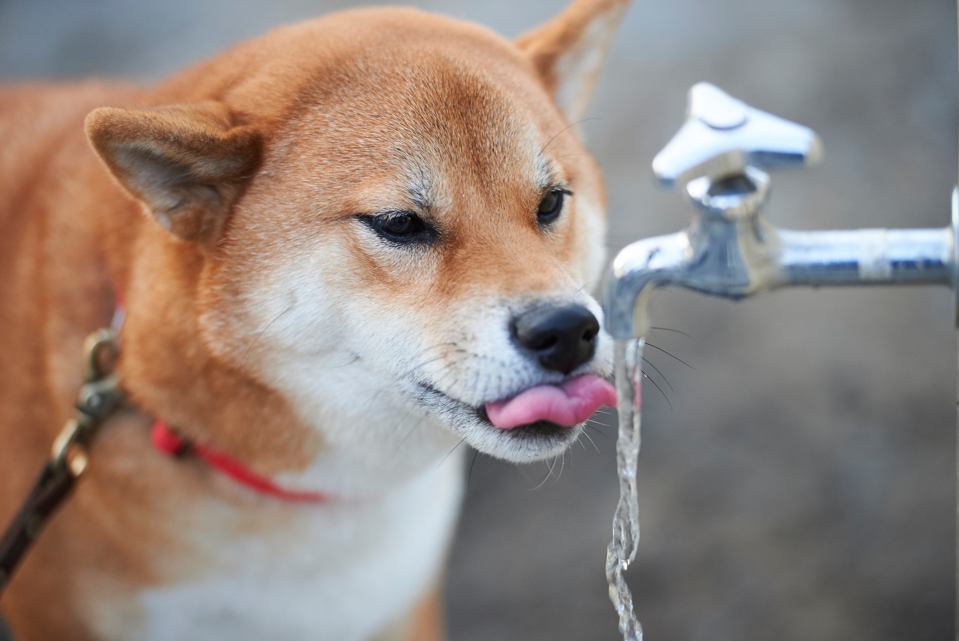 “蛇口から滴る水を飲む柴犬"