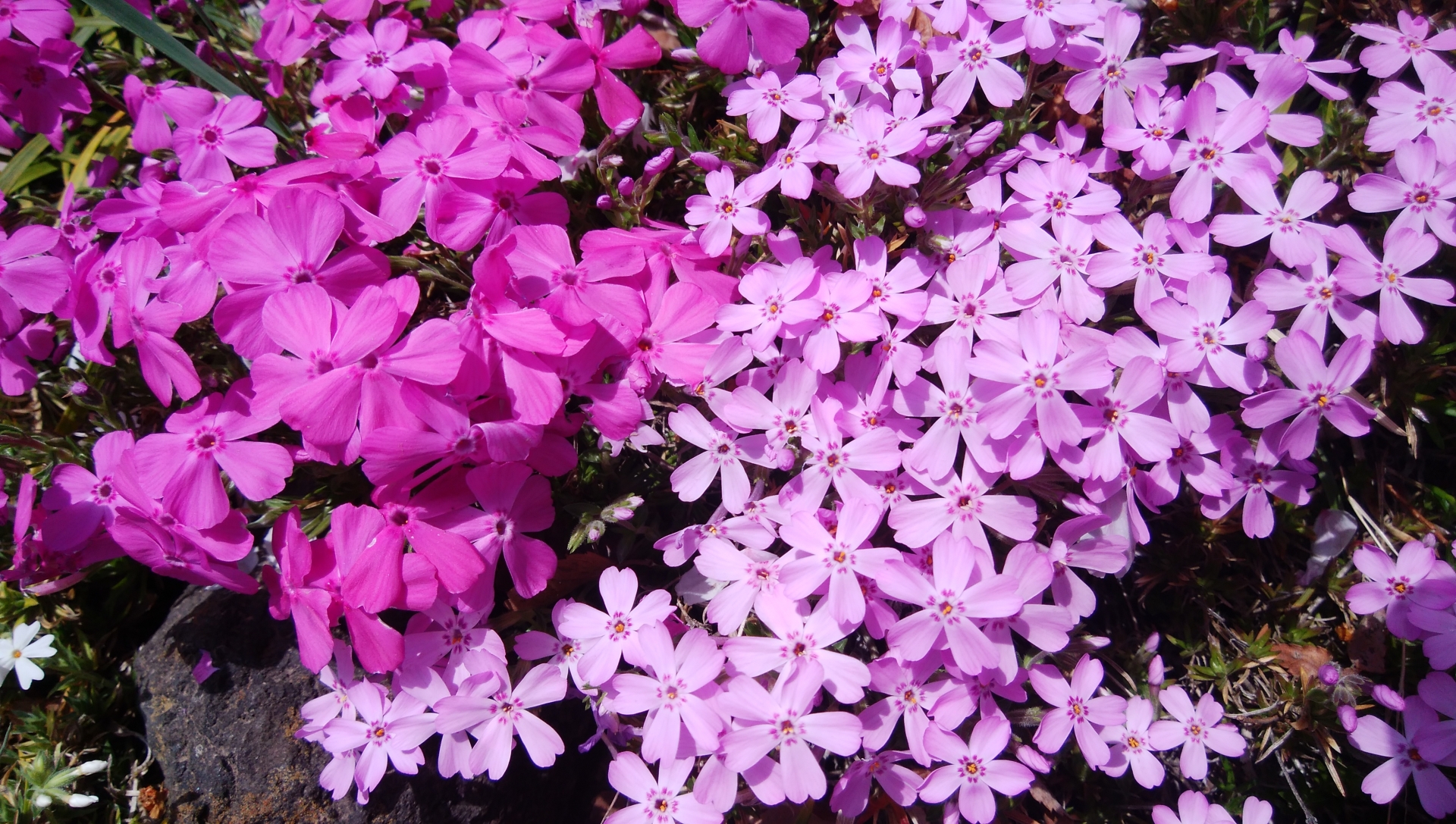 “濃淡の異なるピンク色の花が密集して咲くシバザクラ。春の庭を彩る代表的な多年草で、地面を覆うように成長して雑草を抑制するグランドカバー"