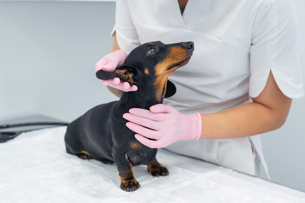 “犬"