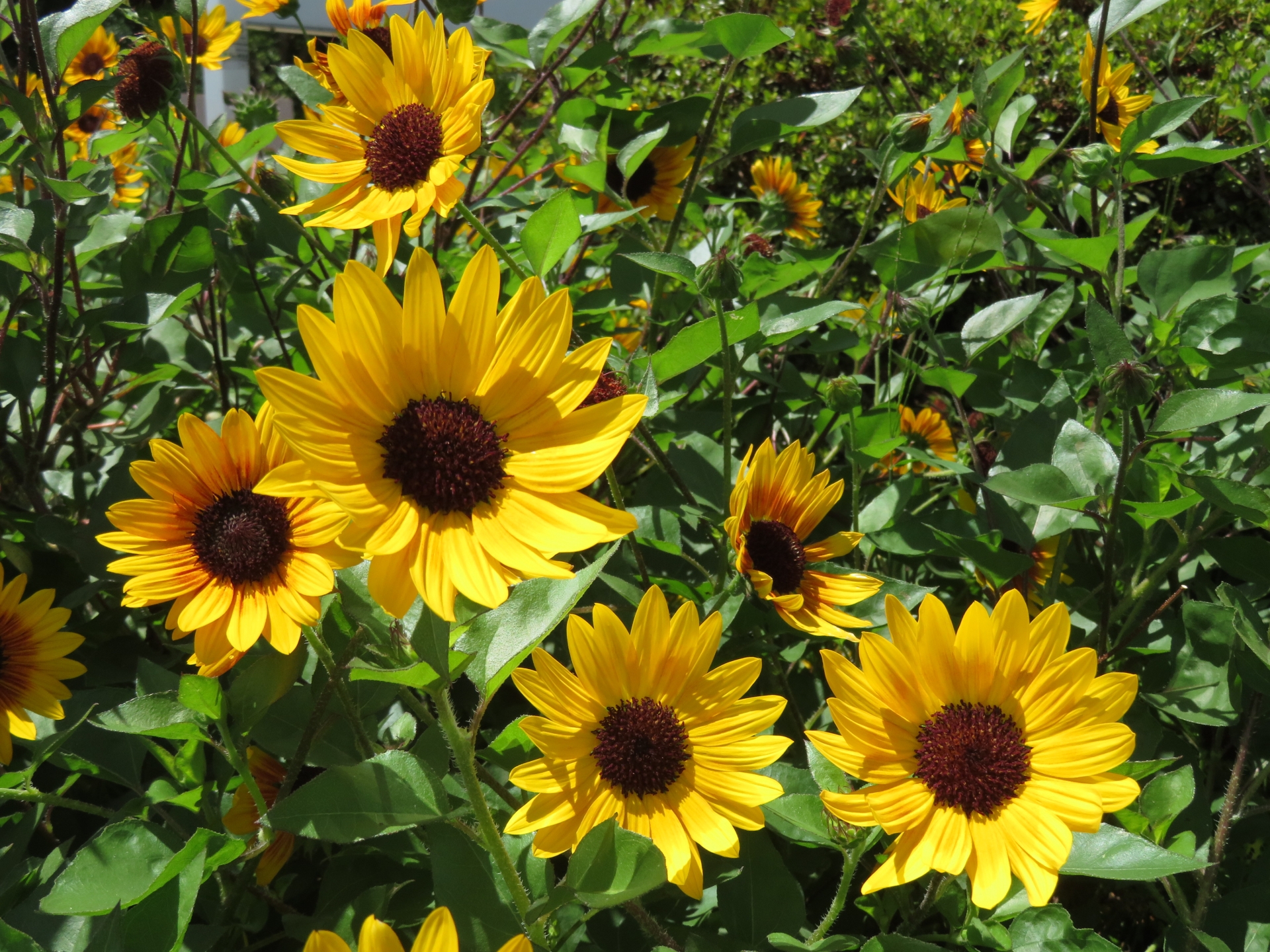 “夏の日差しを浴びて次々と花を咲かせる分枝系のひまわり。種まきから開花時期までの栽培スケジュールを確認できる、ひまわり栽培の年間カレンダーのイメージ"