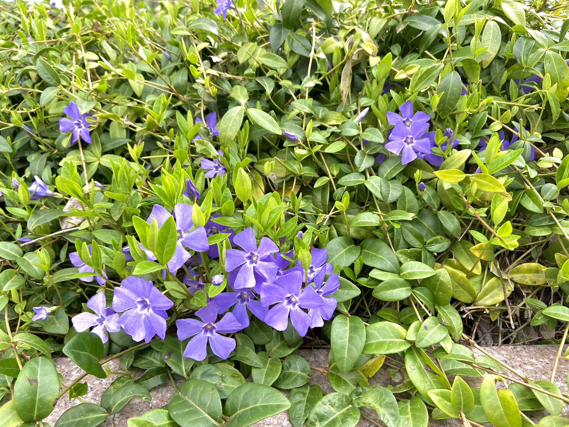 “グ光沢のある緑色の葉に青紫色の花が映えるツルニチニチソウ。つるが伸びて広がり、斜面や広い場所の雑草対策に役立つ丈夫なグランドカバー"