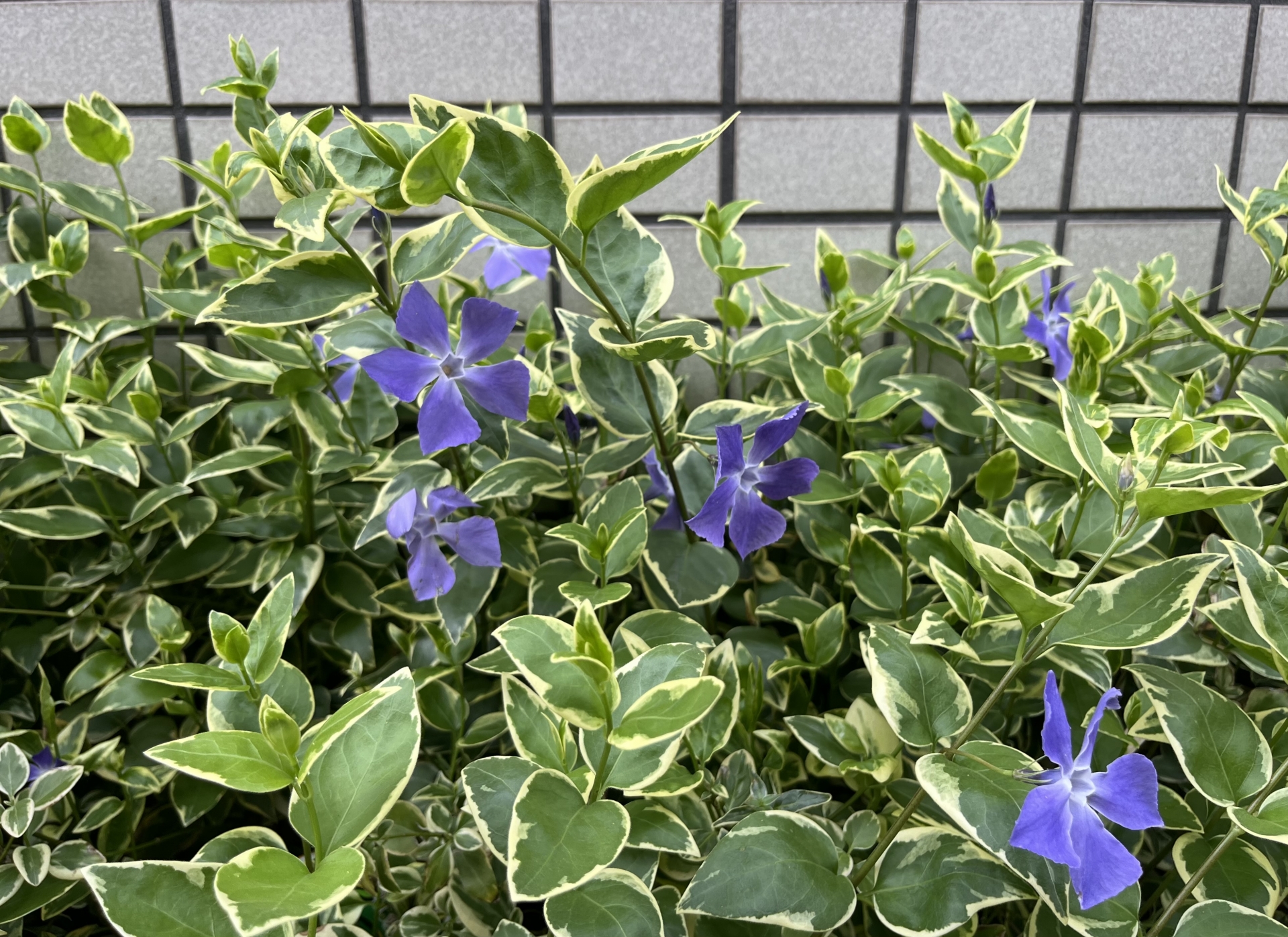 “日陰の庭を明るく彩る斑入りのツルニチニチソウ。青紫色の花が咲き、耐陰性が高く雑草対策にも適した常緑のグランドカバー"
