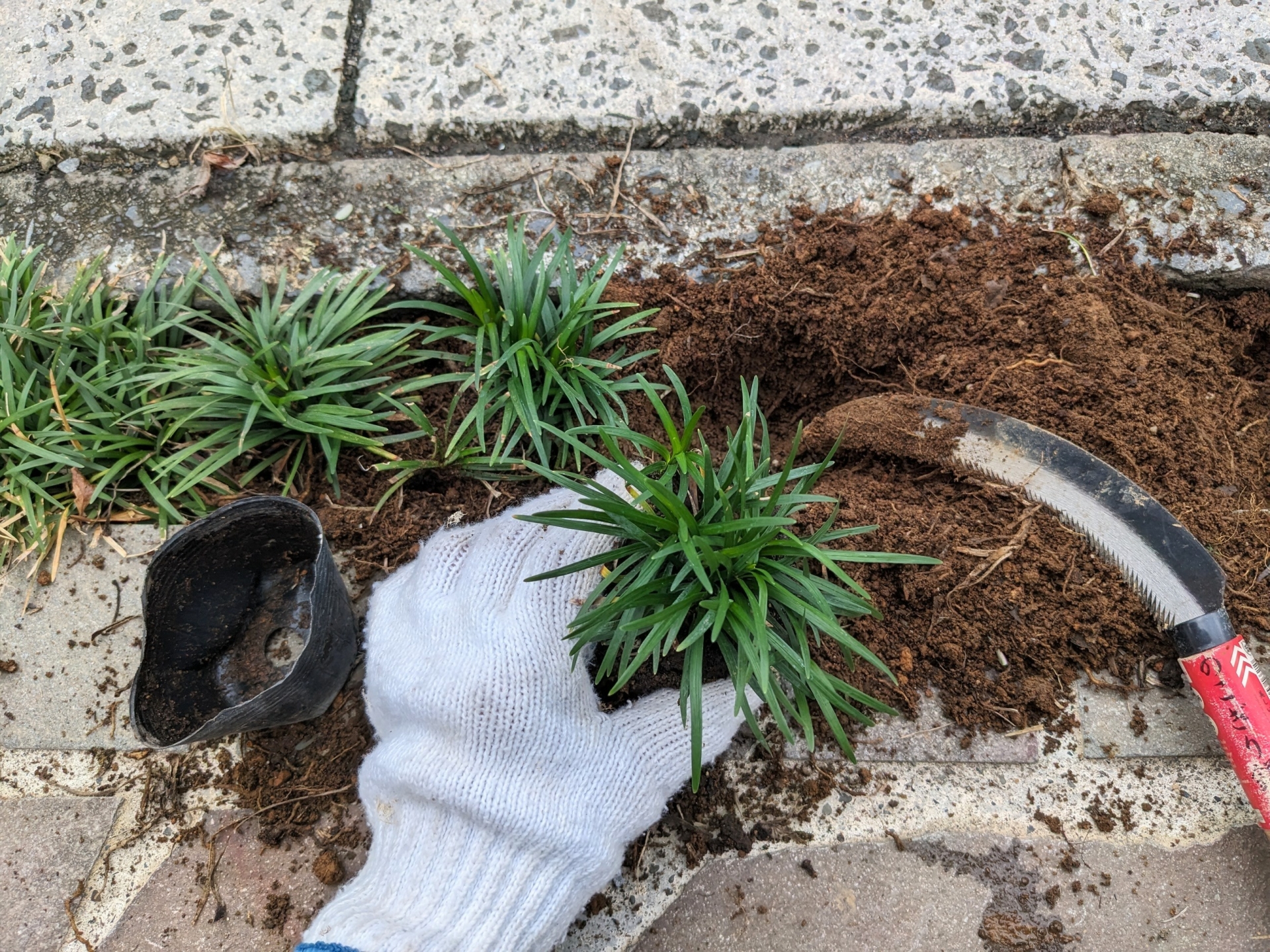 “軍手をはめた手でタマリュウの苗を地面に植え付ける様子。移植ゴテの横に等間隔で苗を並べ、グランドカバーを正しく植える手順の解説イメージ"