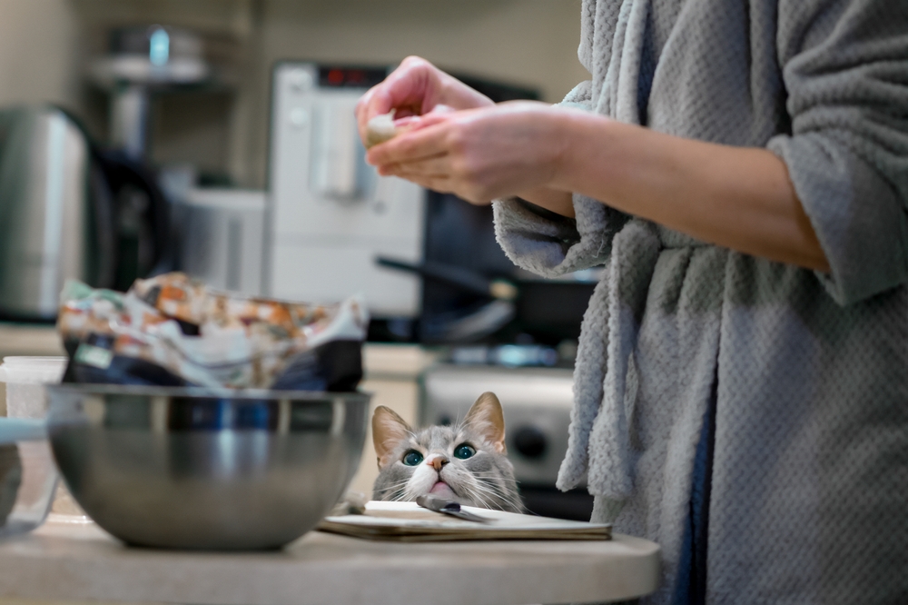 “猫"